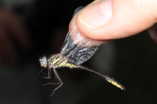 Image of Twin-striped Clubtail