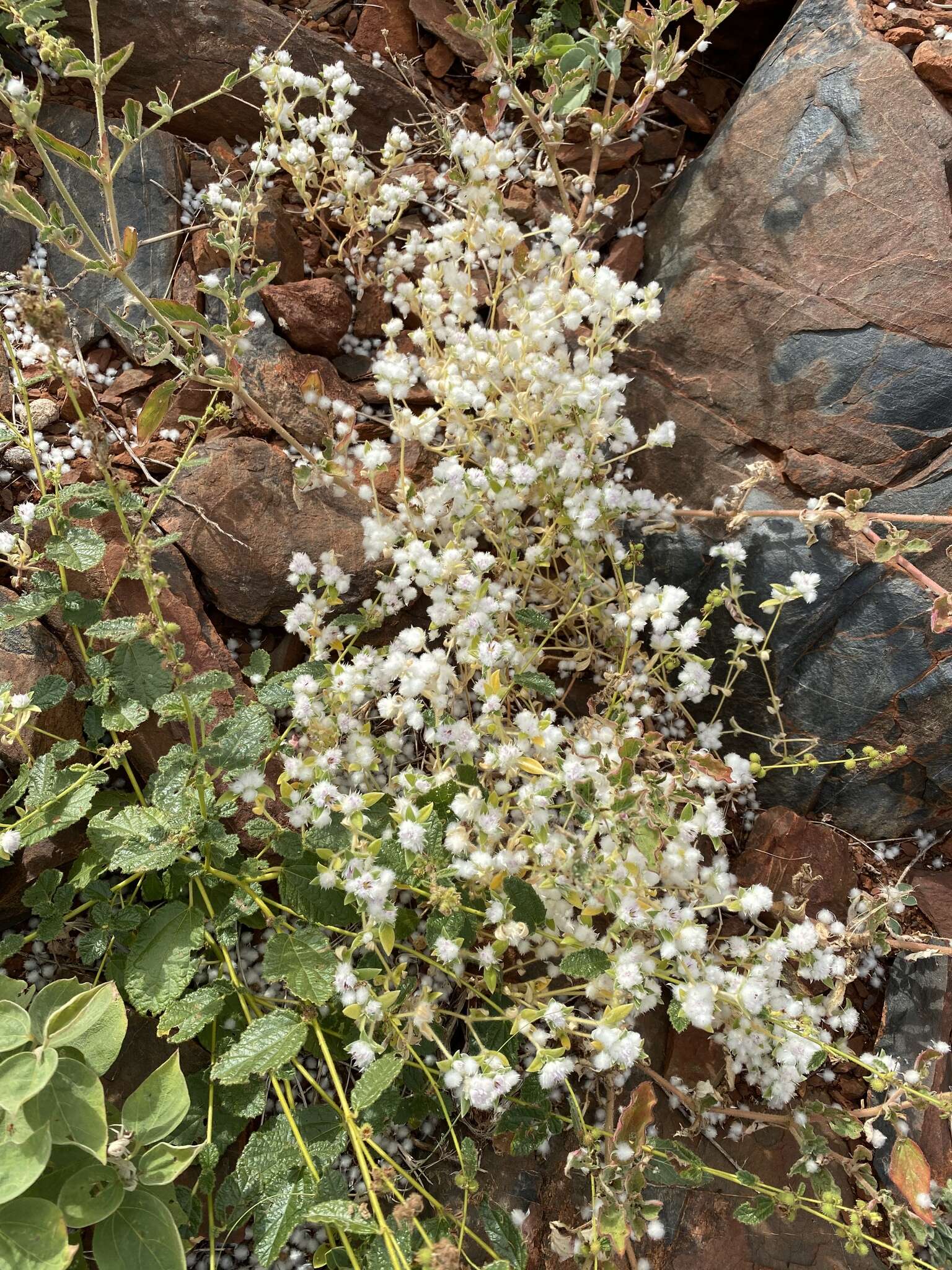 Image of Gomphrena cunninghamii (Moq.) Druce