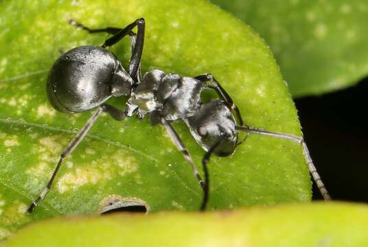 Image of Silver Spiny Sugar Ant