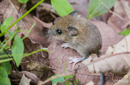 Image of Peromyscus gratus Merriam 1898