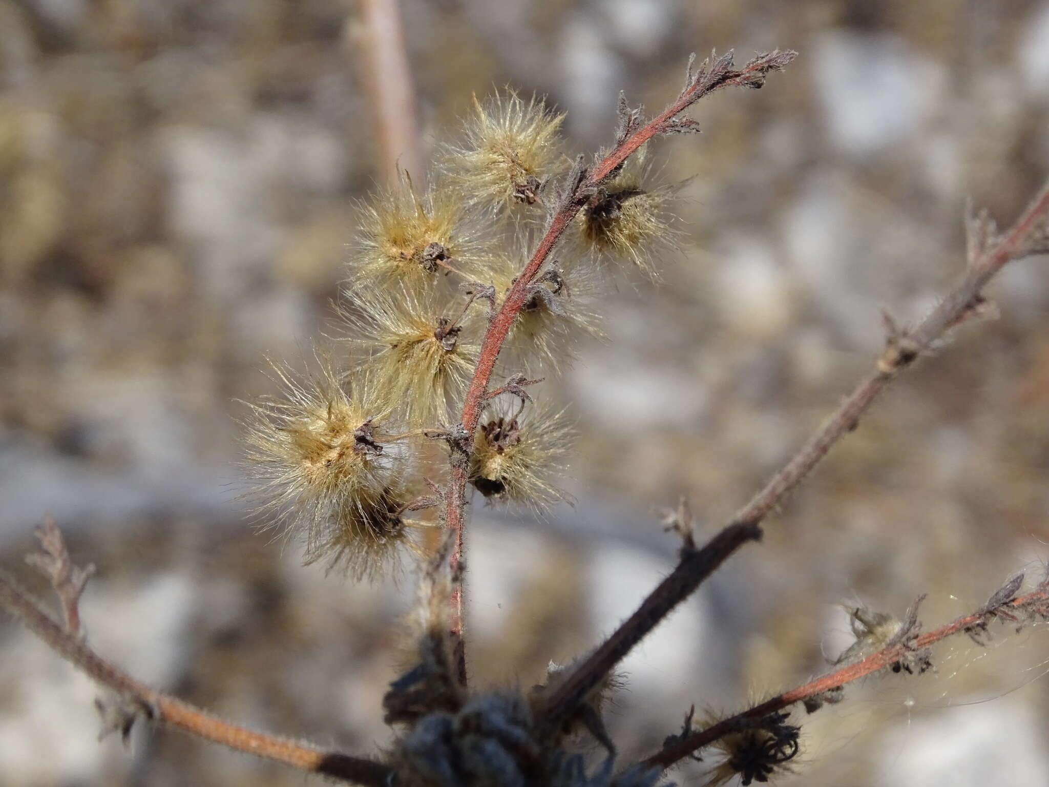 Image of Actinocheita potentillifolia (Turcz.) Bullock