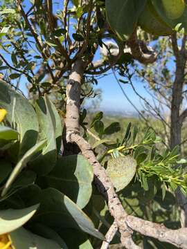 Image of Vochysia elliptica Mart.