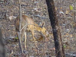 Image of Four-horned Antelopes