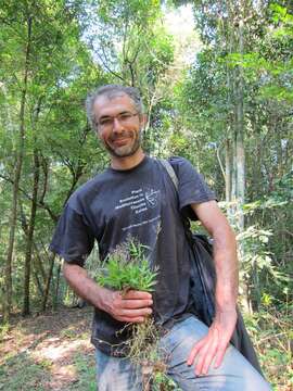 Imagem de Panicum pleianthum Peter