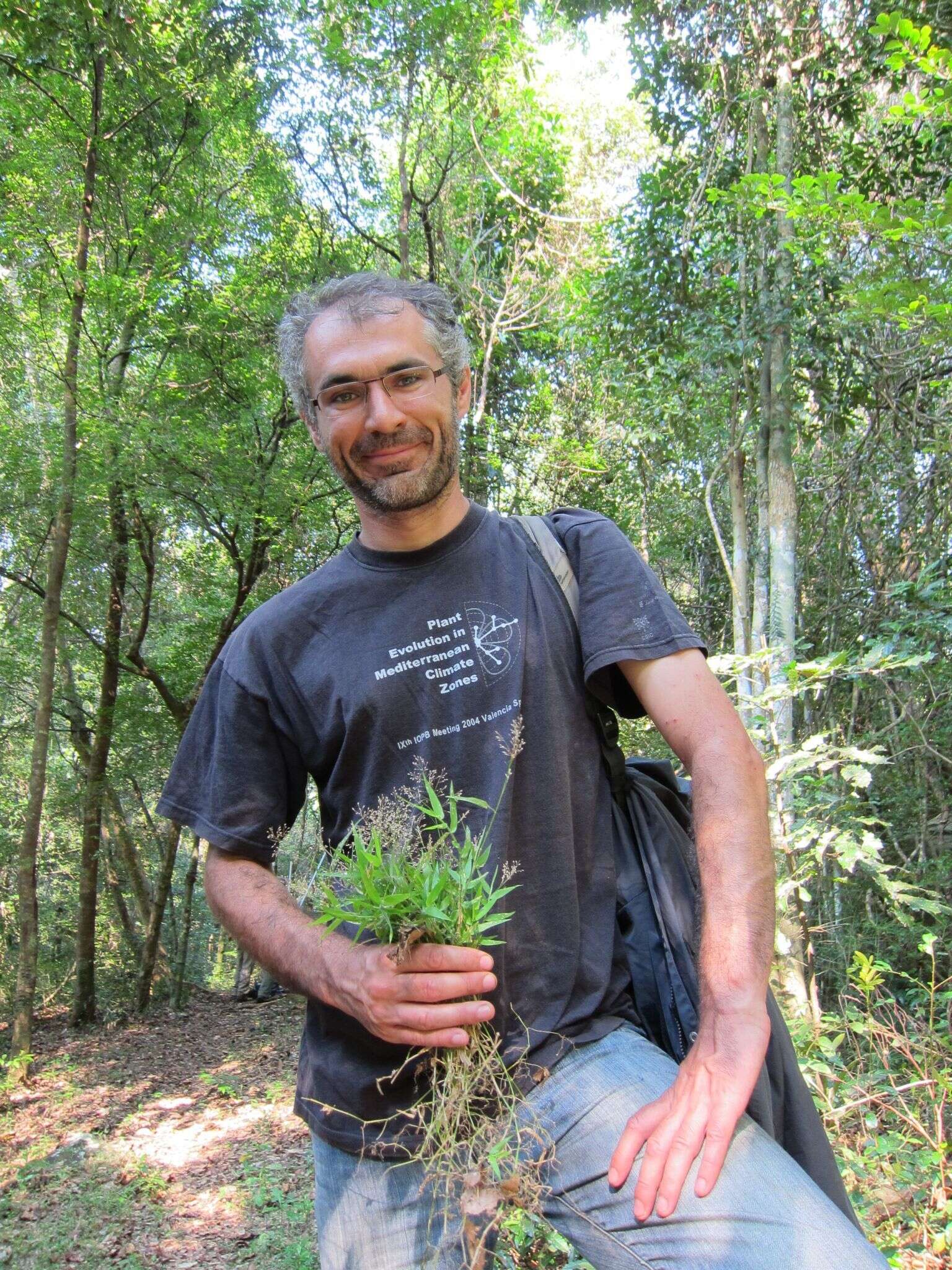 Image of Panicum pleianthum Peter