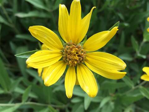 Sivun Helianthella uniflora (Nutt.) Torr. & A. Gray kuva