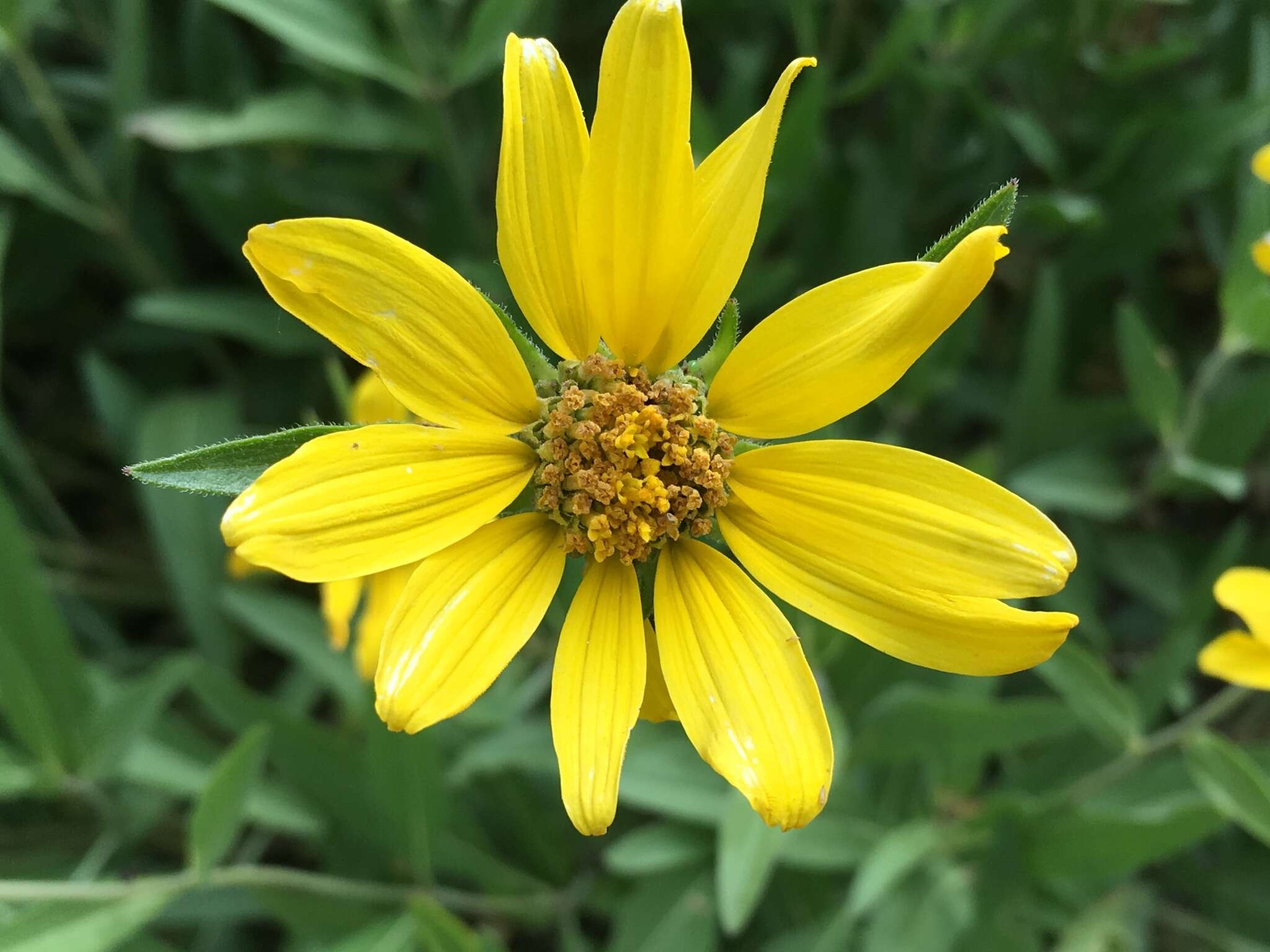 Image of oneflower helianthella