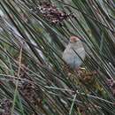 Image of Bay-capped Wren-Spinetail