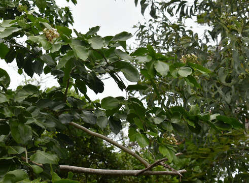 Image of Borneo Teak