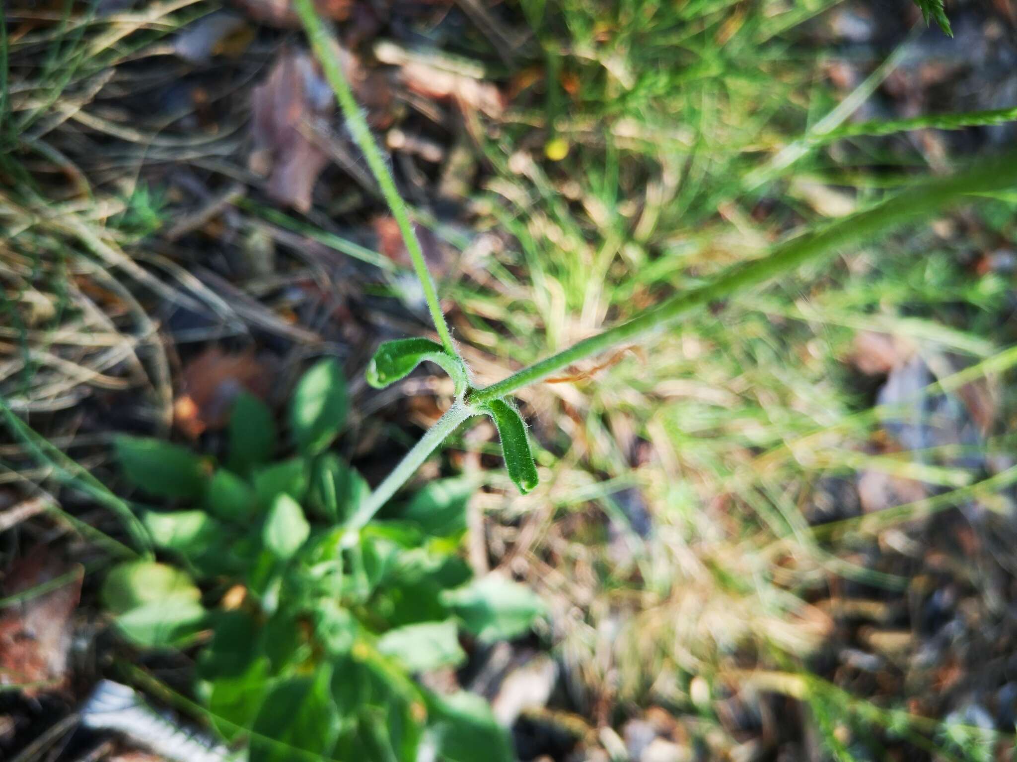 Image of Silene italica subsp. italica