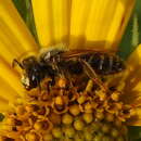 Image of Andrena accepta Viereck 1916