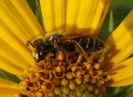 Image of Andrena accepta Viereck 1916