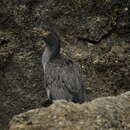 Plancia ëd Phalacrocorax featherstoni Buller 1873