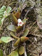 Image of <i>Codonanthopsis macradenia</i>