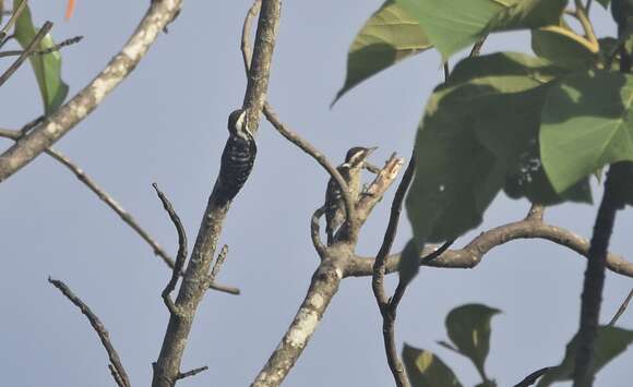 Image of Brown-capped Pygmy Woodpecker