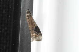 Image of American Plum Borer