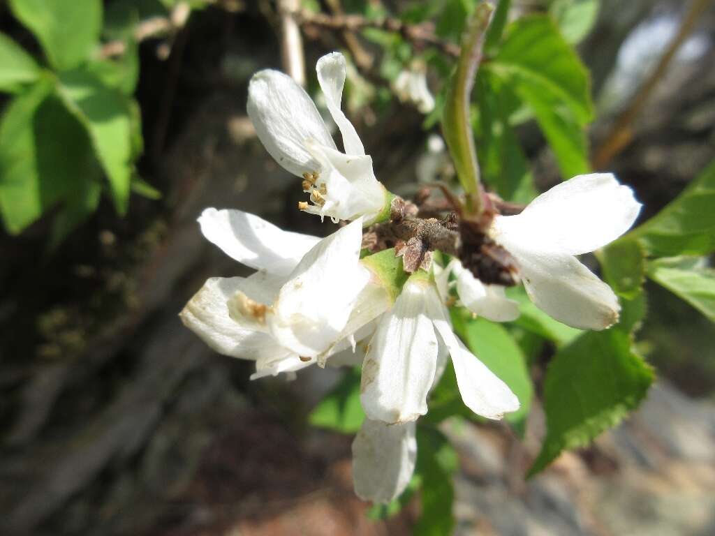 Image of Deutzia uniflora Shirai