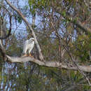 Image of Grey Goshawk