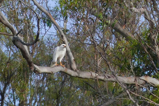 Image of Grey Goshawk