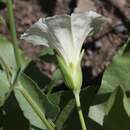 Image de Calystegia macrostegia subsp. intermedia (Abrams) Brummitt