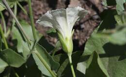 Image de Calystegia macrostegia subsp. intermedia (Abrams) Brummitt