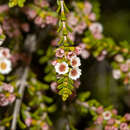 Thryptomene micrantha Hook. fil. resmi