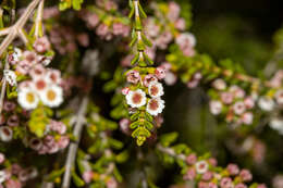 Thryptomene micrantha Hook. fil.的圖片