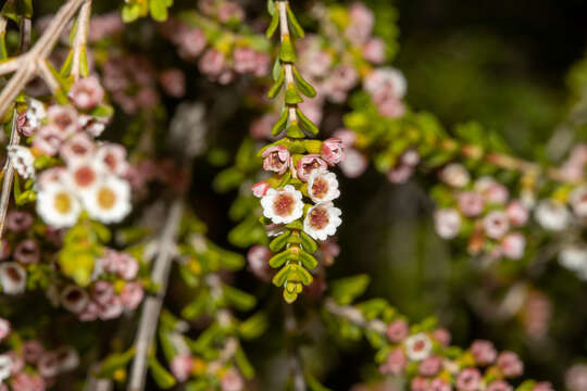 Thryptomene micrantha Hook. fil. resmi