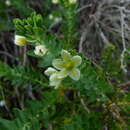 Imagem de Phyllanthus calycinus Labill.