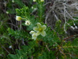 Image de Phyllanthus calycinus Labill.