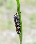 Image de Cydosia nobilitella Cramer 1779