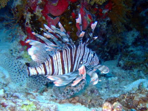 Image of Red lionfish