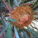 Image de Banksia formosa (R. Br.) A. R. Mast & K. R. Thiele