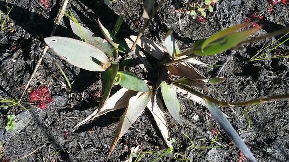 Image of Erect-Leaf Rosette Grass