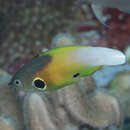 Image of Allen's tubelip wrasse