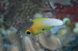 Image of Allen's tubelip wrasse