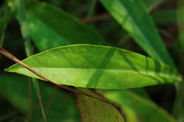 Image of Macledium zeyheri subsp. zeyheri