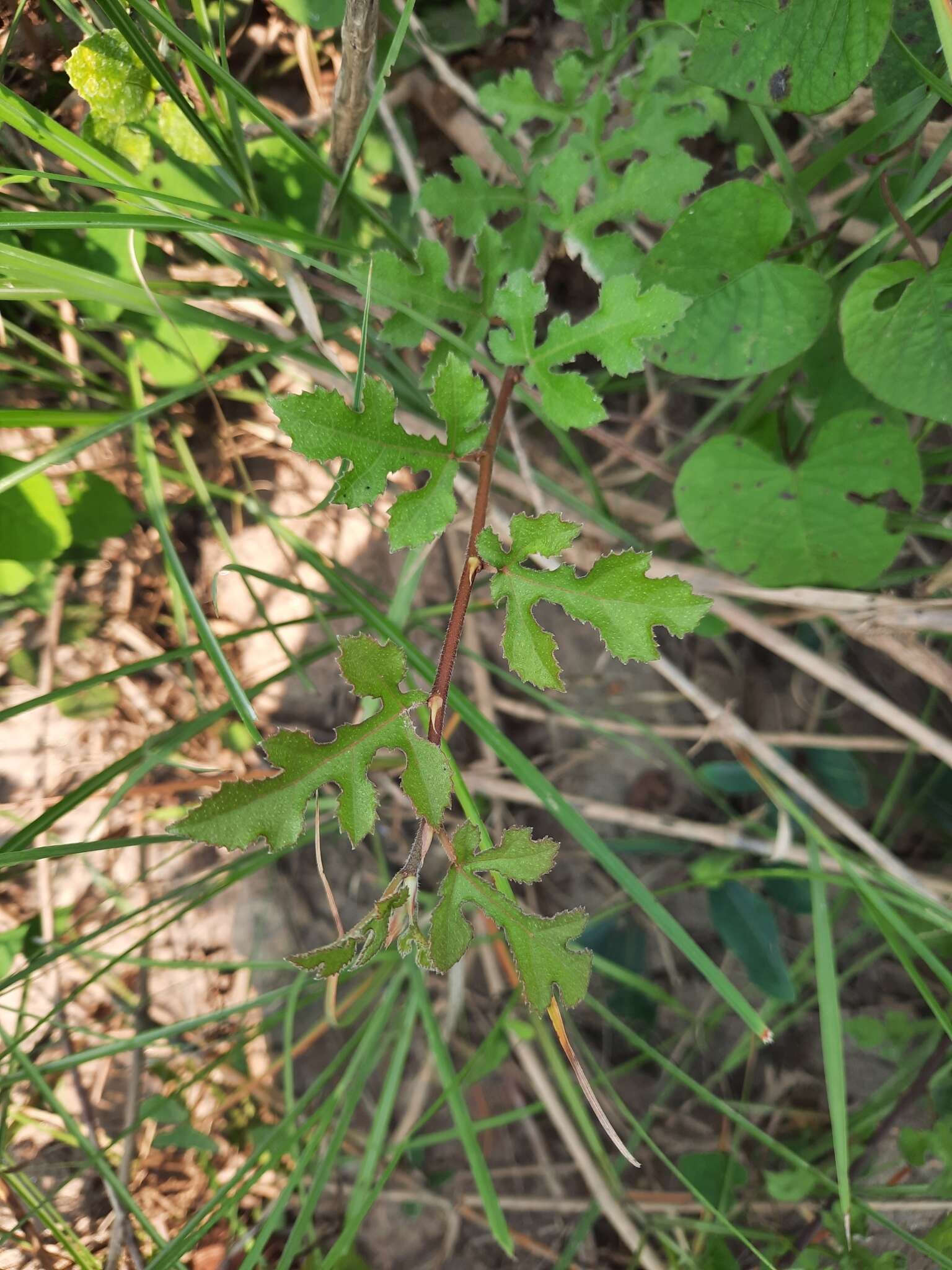 Image of Ficus heterophylla L. fil.