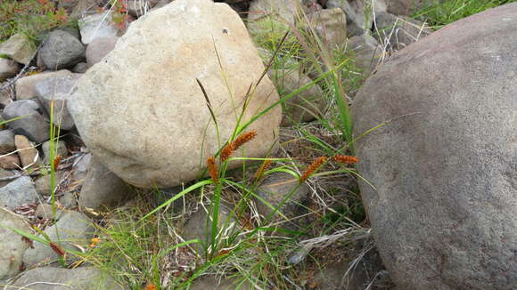 Image of Carex vesicata Meinsh.