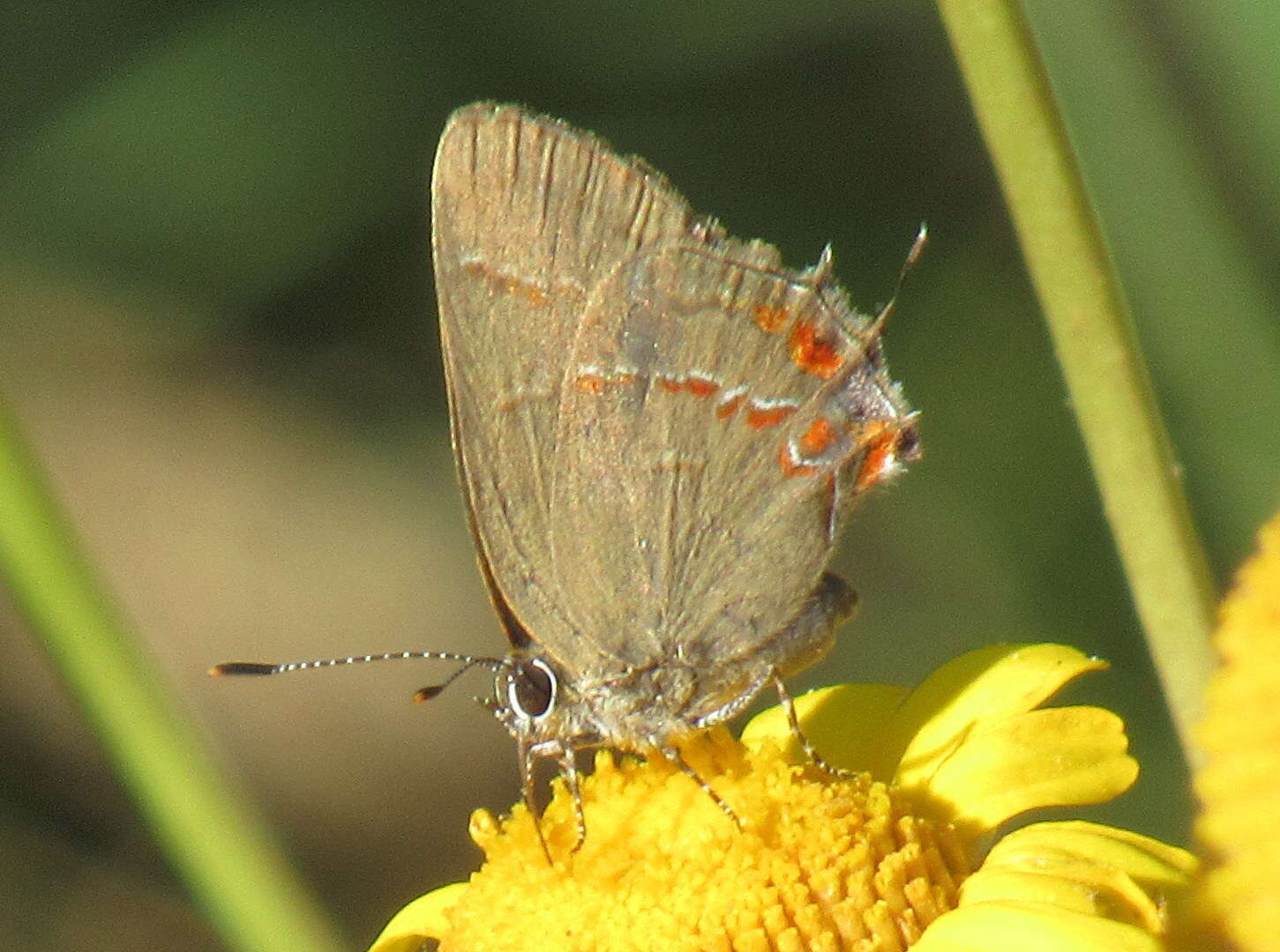 Image of Calycopis caulonia (Hewitson (1877))