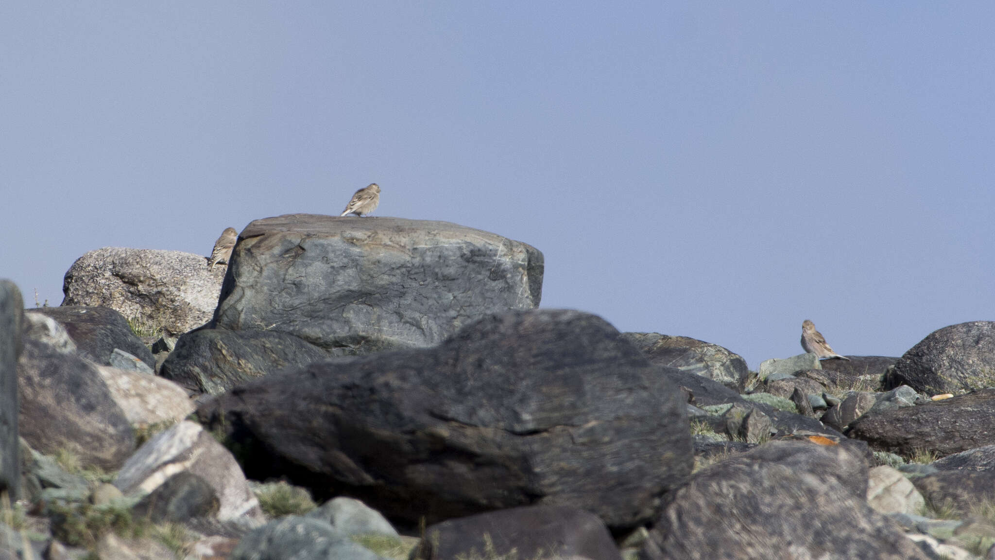 Image of Mongolian Finch