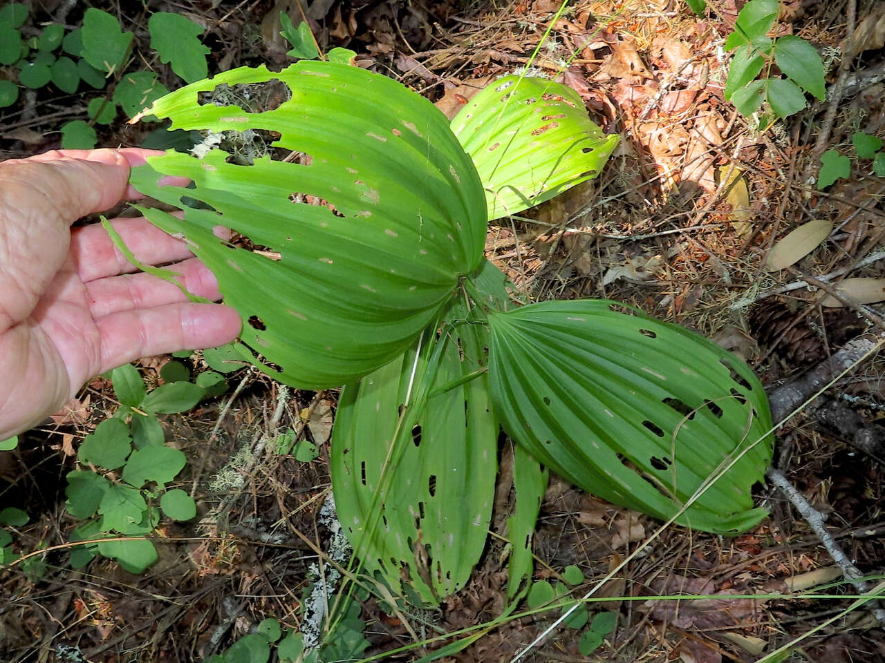 Veratrum insolitum Jeps.的圖片