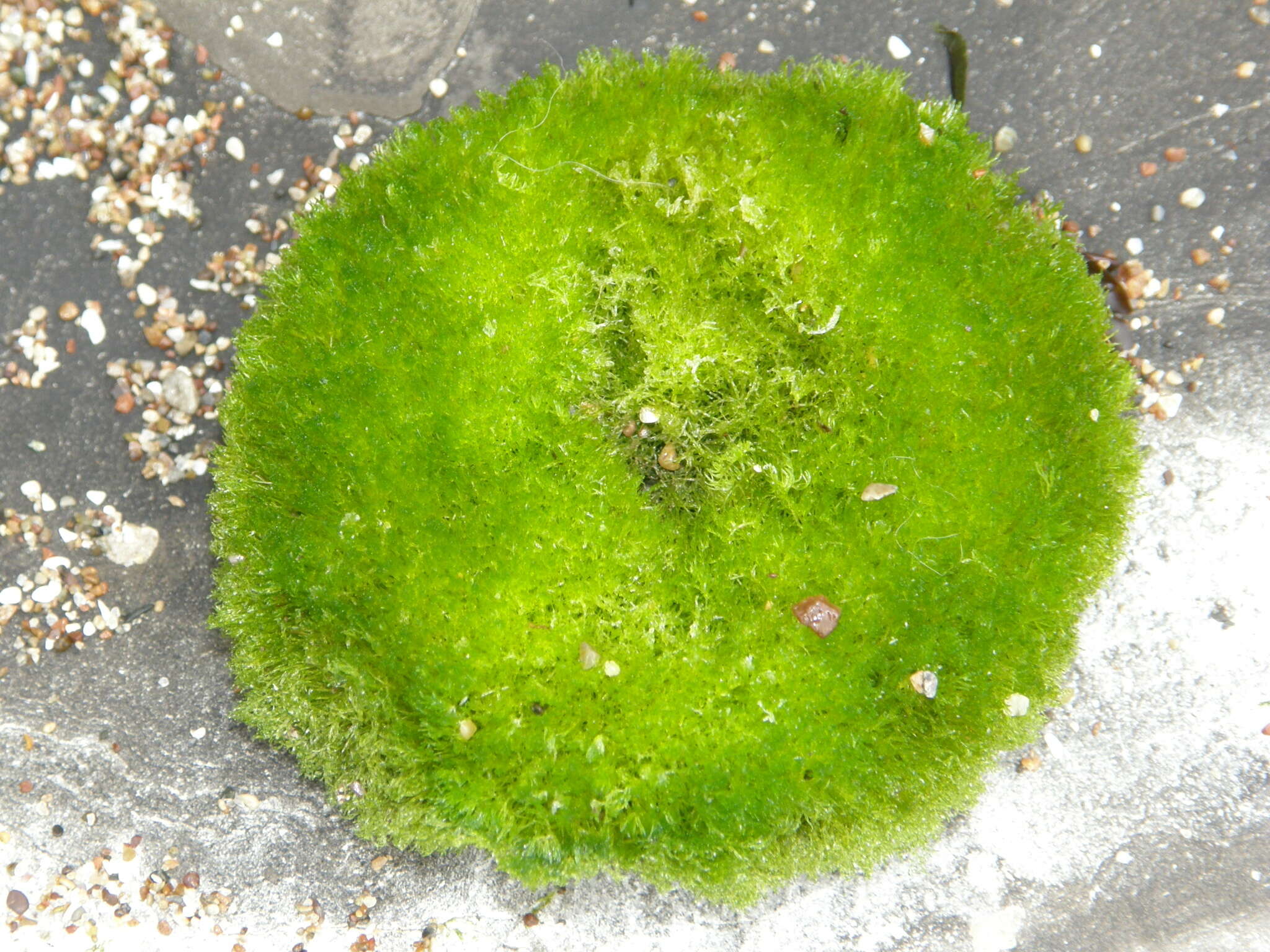 Image of Cladophora columbiana