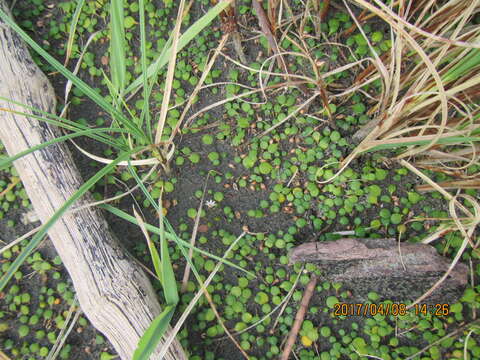 Image of Goodenia heenanii