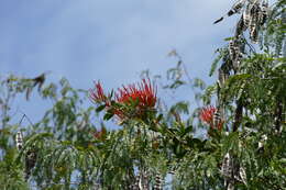 Plancia ëd Psittacanthus mayanus Standl. & Steyerm.