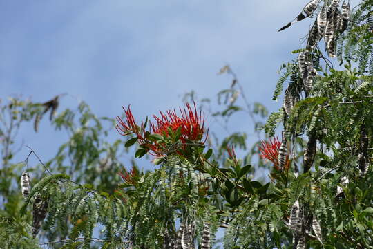 Image of Psittacanthus mayanus Standl. & Steyerm.