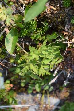 Conioselinum gmelinii (Cham. & Schltdl.) Coult. & Rose resmi