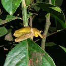 Image of Hispaniolan Common Treefrog