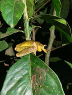 Image of Hispaniolan Common Treefrog