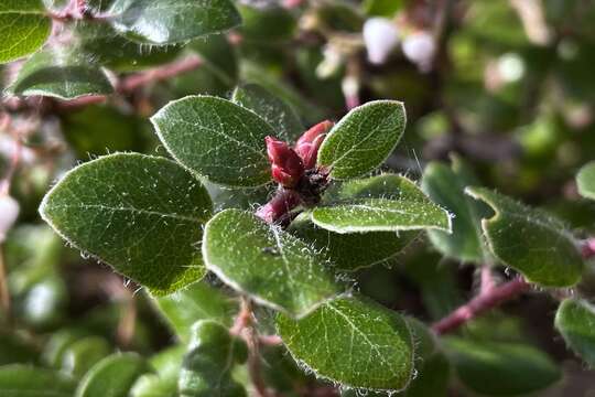 Plancia ëd Arctostaphylos nummularia subsp. nummularia